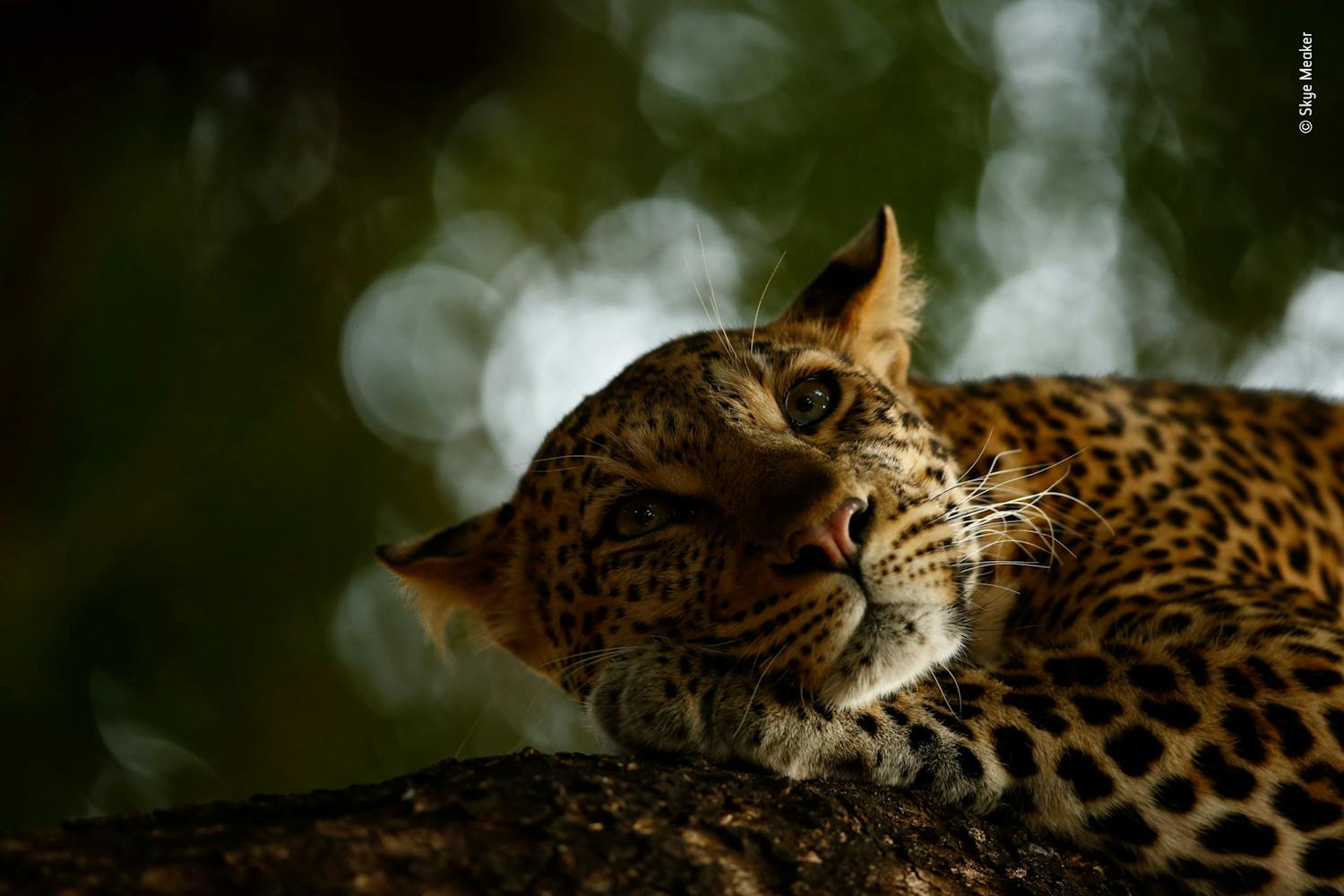 Lounging leopard Wildlife Photographer of the Year 2018